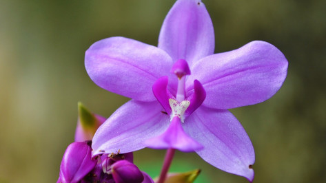 В Воронеже Россельхознадзор уничтожил прилетевшую из Германии орхидею