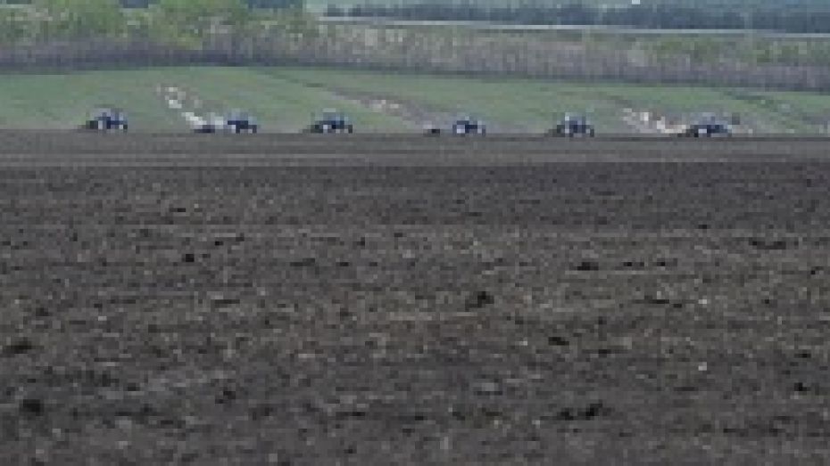 Федеральный бюджет профинансирует покупку элитных семян для аграриев Воронежской области