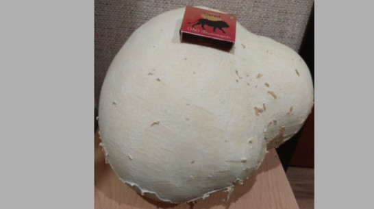 Супруги из поселка Хохольский нашли гриб весом 2,5 кг