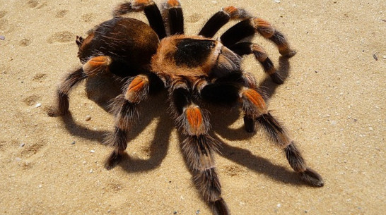 Австралийский город оккупировали 25 тыс тарантулов