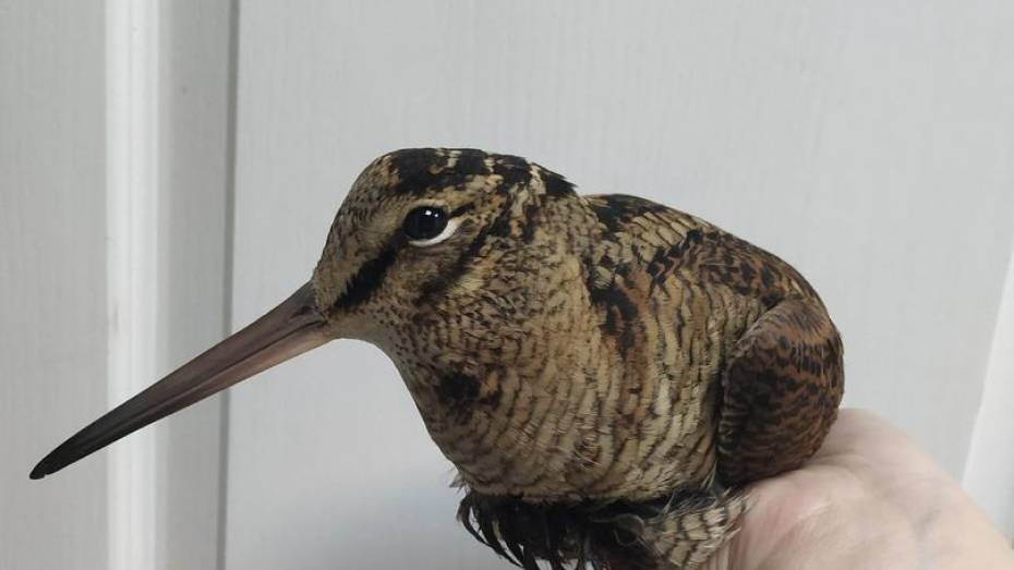 В Воронеже спасли редкую раненую птицу