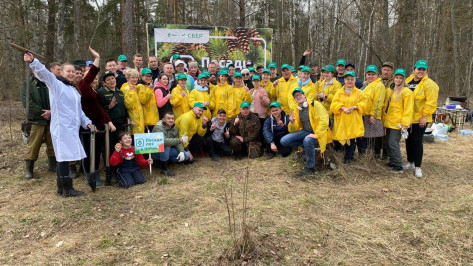 Волонтеры Сбера посадили 15 тыс. саженцев деревьев