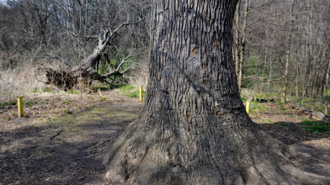 Житель Воронежской области пойдет под суд за вырубку дуба