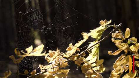 Синоптики рассказали, когда в Воронежскую область придет бабье лето