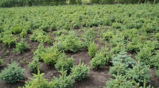 В Лискинском районе заложен новый лесопитомник