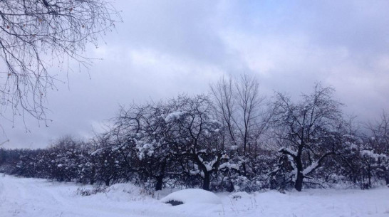 В Воронеже компания «Выбор» вдвое увеличит площадь застройки яблоневого сада