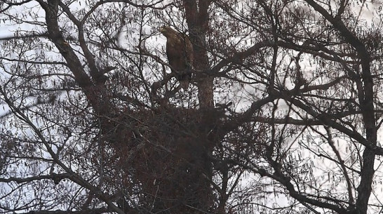 Орлан-белохвост из Красной книги свил гнездо под Воронежем