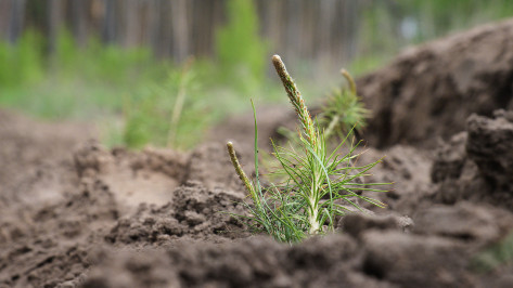Более 1,5 млн сеянцев посадили в Воронежской области в рамках акции «Сохраним лес»