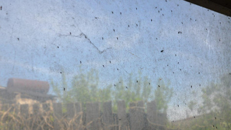 Орнитолог: «Нашествие комаров в Воронежской области связано с массовой гибелью птиц»