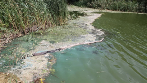 Экологи проанализируют воду из реки Богучарка в Воронежской области