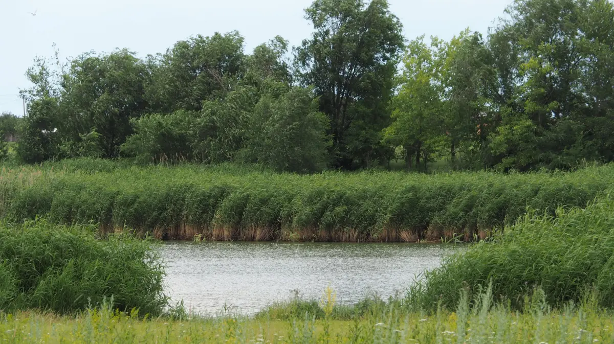 В Воронежской области в пруду утонула «Лада Гранта» с водителем