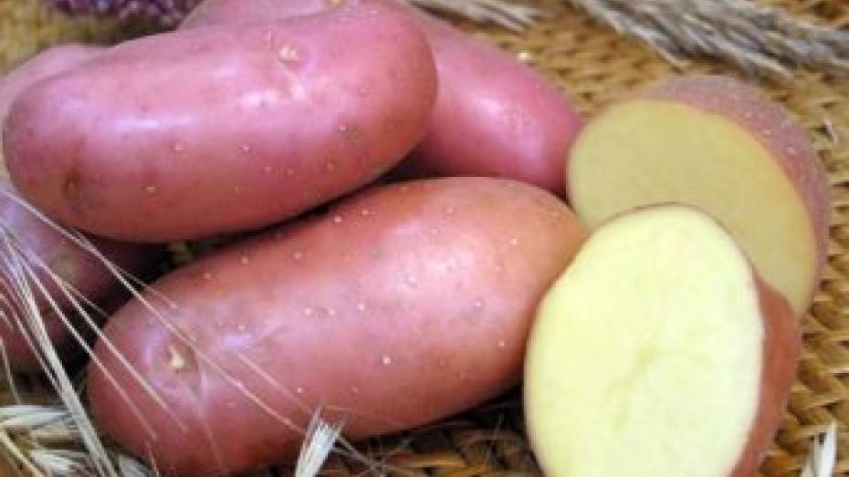 20 тонн картофеля из Липецкой области задержали в Воронеже