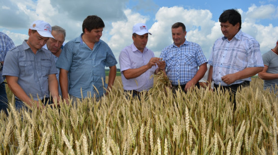 Нижнедевицкие аграрии  оценили виды на урожай