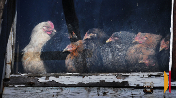 В Воронежской области птицефабрику закрыли на десять суток из-за антисанитарии