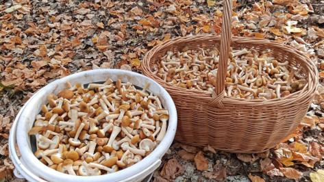 Воронежские грибники поделились кадрами щедрого урожая опят