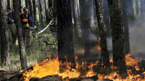 Воронежские лесники проложат 167 противопожарных маршрутов