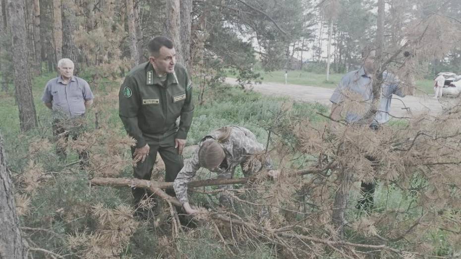 В Ольховатском районе на 500 га погибли сосны