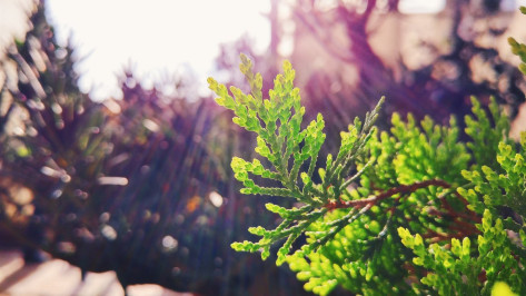 В панинском поселке Октябрьский озеленили Аллею Памяти