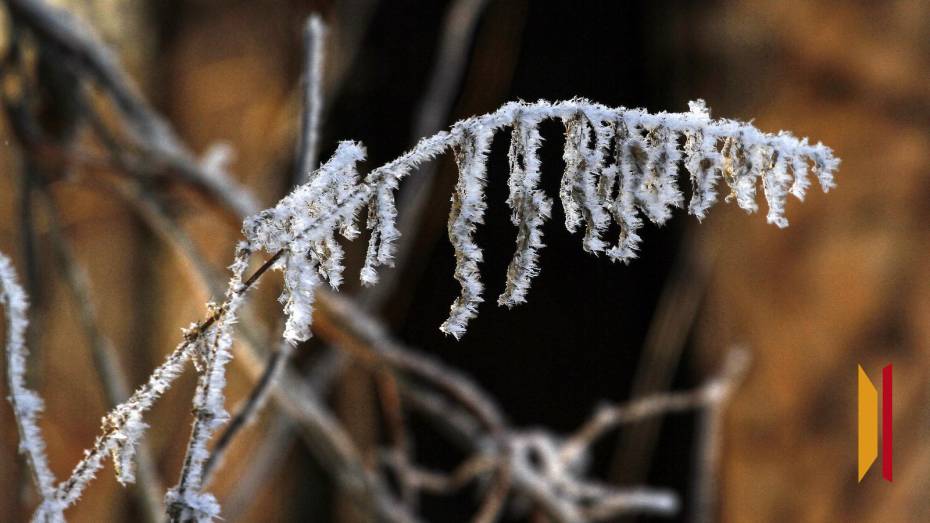 В Воронежскую область придут заморозки до -4 градусов