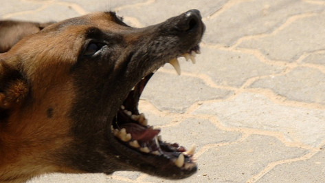 Бездомные псы едва не растерзали домашнего бигля Бусю в воронежском ЖК