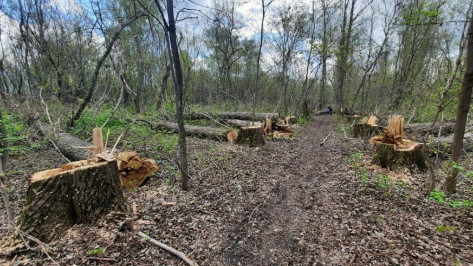 За вырубку 60 тополей в заказнике с воронежца взыскали 437 тыс рублей