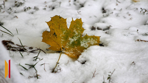 Ночью 22 октября в Воронежской области прогнозируют мокрый снег