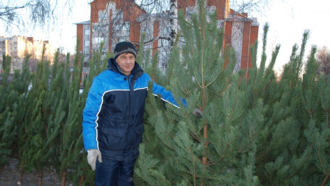 В Семилуках с 15 декабря начнется продажа елок