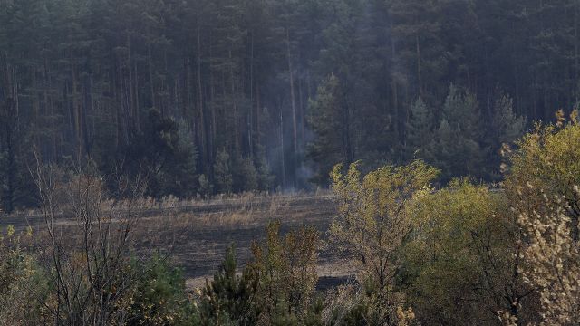 Желтый уровень погодной опасности ввели в Воронежской области из-за рисков пожаров