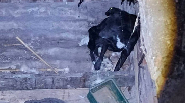 В Воронеже спасли пса, провалившегося в подвал заброшенного дома