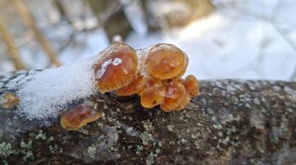 В воронежском лесу под слоем льда нашли грибы