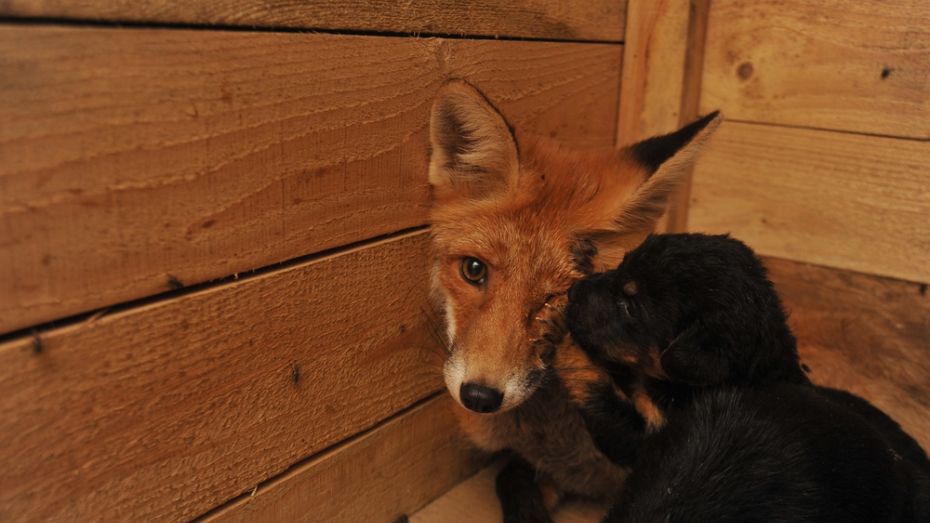 В воронежском приюте для собак лиса заменила щенкам мать