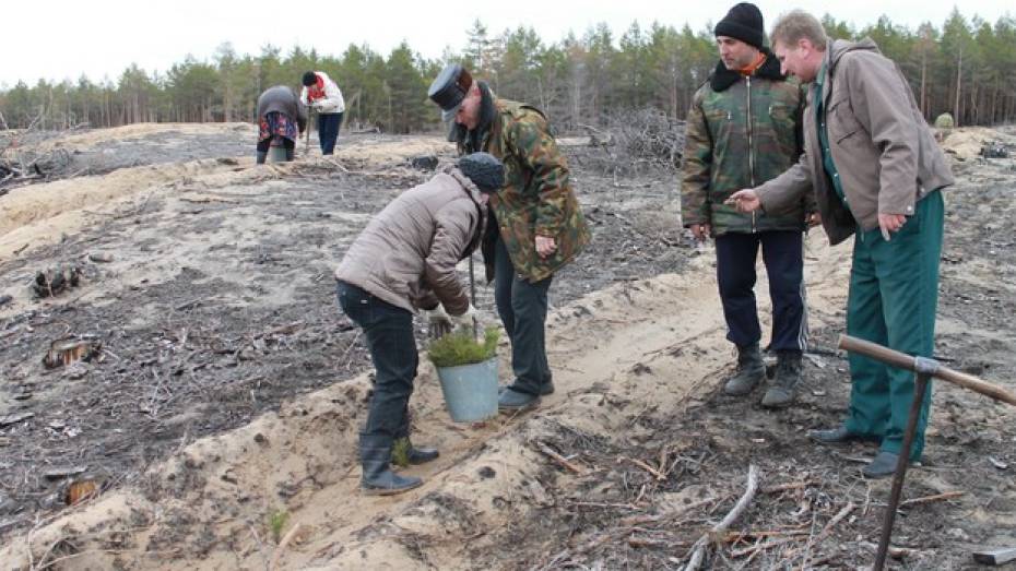 В Петропавловском районе высадят 160 тысяч саженцев сосны и акации