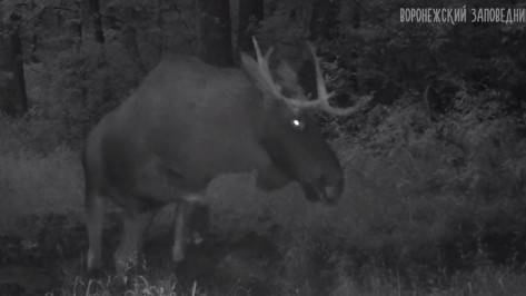 Борьба лося с фотоловушкой попала на видео в Воронежском заповеднике
