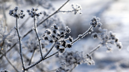 Масленичная неделя начнется в Воронеже со снегопада и похолодания до -13 градусов