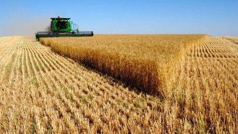 Аномальная жара серьезно повлияла на урожай зерновых в Воронежской области	