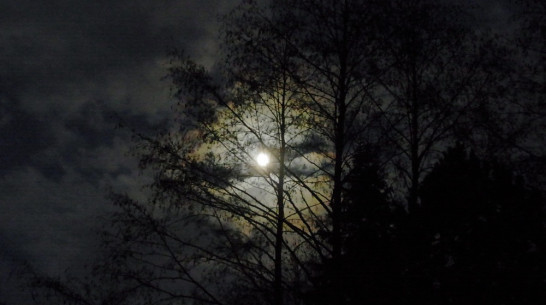 Стало известно, где нашли тело пропавшей 29-летней девушки в Воронеже