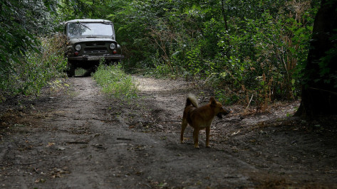 Воронежские власти объявили карантин по бешенству животных в Советском районе