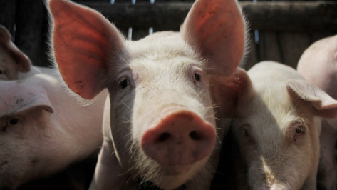 «Агроэко» запустит новый свинокомплекс в Воронежской области в 2016 году