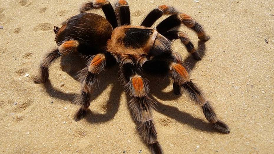 Австралийский город оккупировали 25 тыс тарантулов