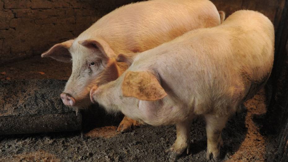 Воронежская область вошла в тройку лидеров субъектов РФ по производству свинины