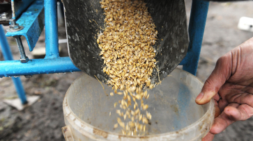 В Воронеж запретили ввозить 5 тонн зараженных семян пшеницы