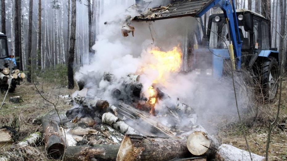 В Воронеже вырубят 1,9 тыс аварийных деревьев в 2018 году