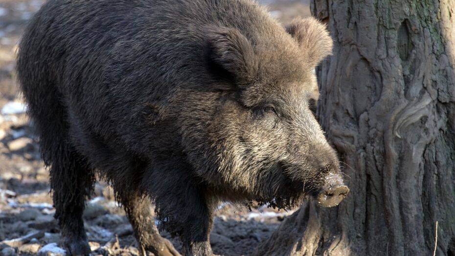 Карантин по африканской чуме свиней сняли на месяц раньше в районе Воронежской области