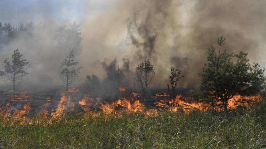 Сильный ветер раздул пожар на окраине райцентра в Воронежской области