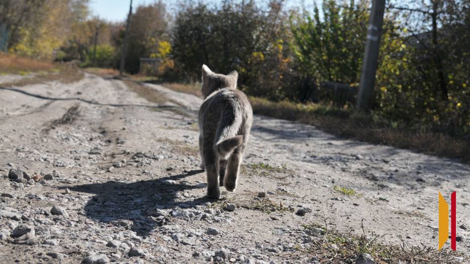 В Воронежской области за 2024 год пропало более 3 тыс домашних животных