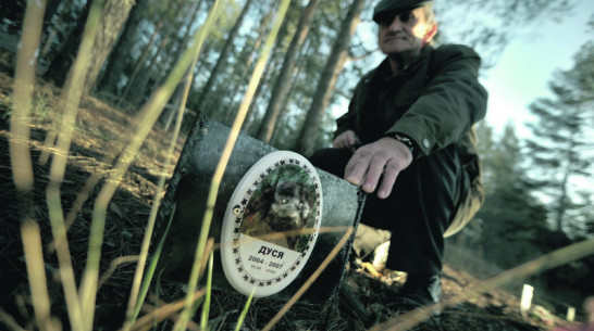 На элитном собачьем кладбище в Павловске стоят православные кресты 