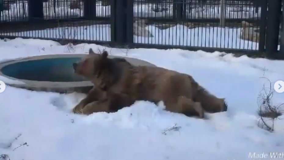 В Воронежском зоопарке медведи вышли из зимней спячки