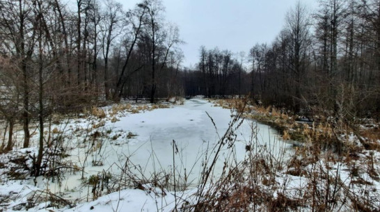 После сброса сточных вод на территорию Воронежской нагорной дубравы возбудили уголовное дело
