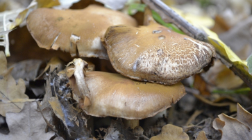 В Воронежской области семья отравилась грибами