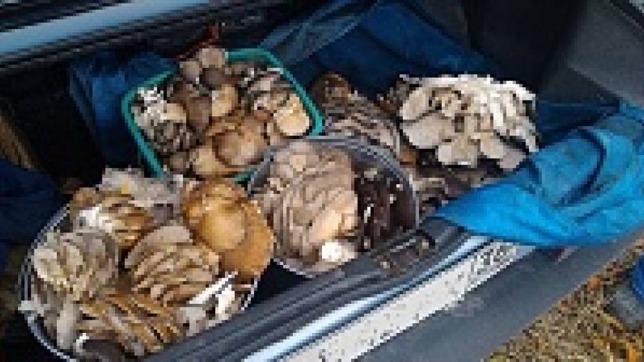 Жители кантемировского села за час насобирали пять ведер грибов